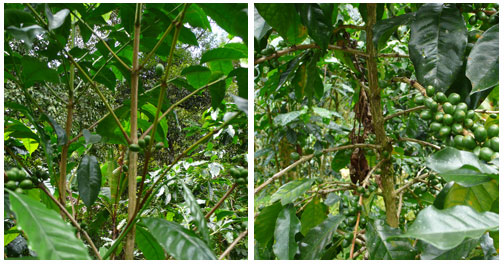 Cofea Arabica