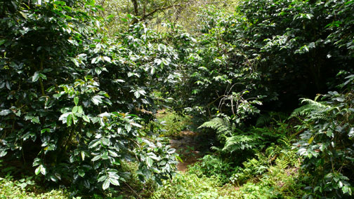coffee plantation