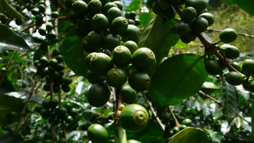 coffee cherry