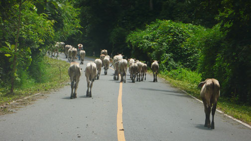 saked road